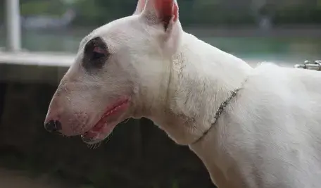 Pies rasy bullterrier, podobny do tego, który zaatakował dziecko w Żdżenicach