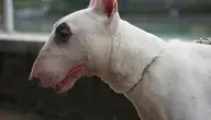 Pies rasy bullterrier, podobny do tego, który zaatakował dziecko w Żdżenicach
