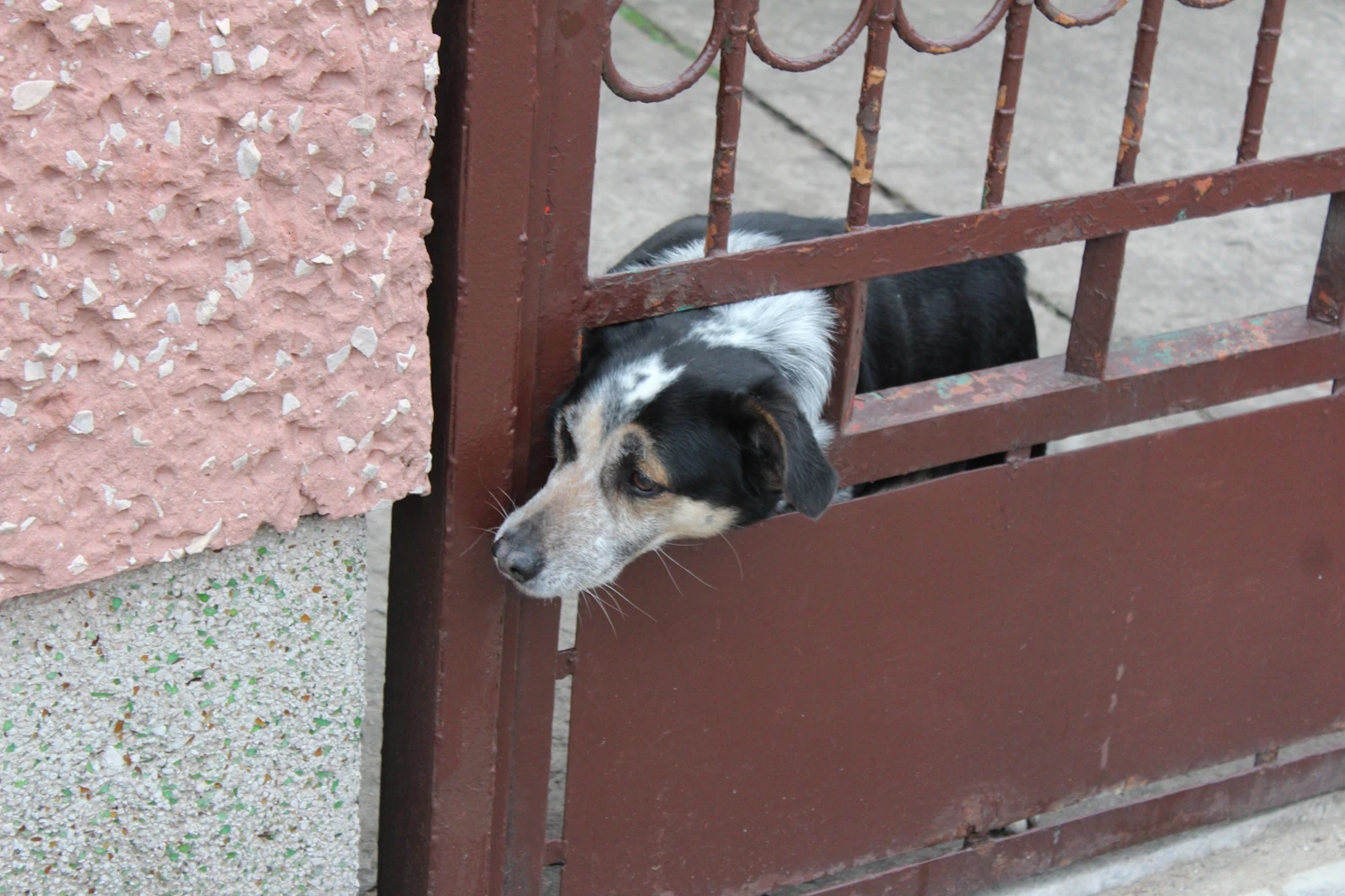 Szokujące ustalenia śledczych. Pod Łodzią wściekłe psy zagryzły 76-latka