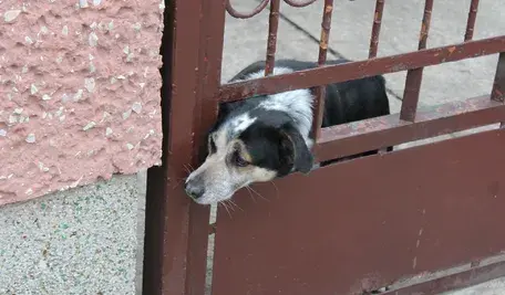 Pies mieszaniec za bramką ogrodzenia. Zdjęcie ilustracyjne do artykułu o kolejnym ataku psów