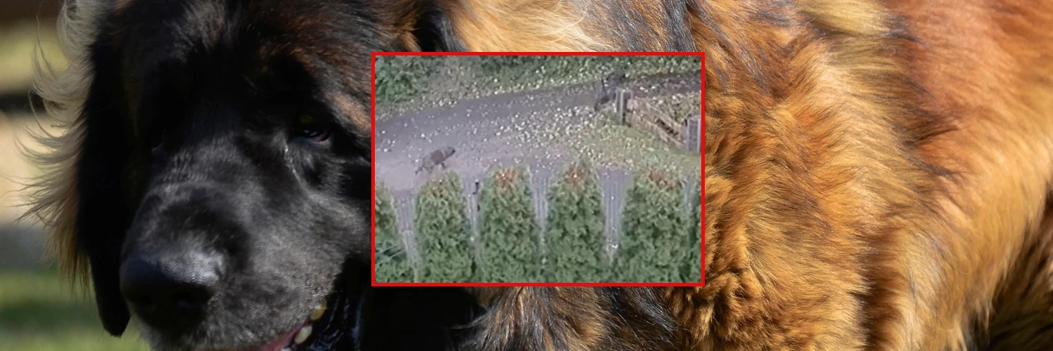 Szokująca historia: Psy goniły chłopca na hulajnodze. Czy potem zostały otrute?