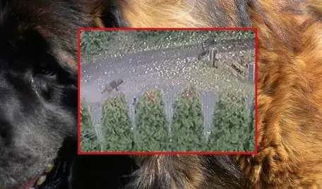 Dwa psy rzuciły się w pościg za przerażonym chłopcem w Brennej. Ich właściciel twierdzi, że wkrótce potem zostały otrute