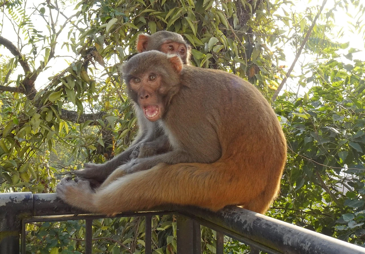 Małpy laboratoryjne uciekły z ciężarówki. Miały być zarażone groźnymi wirusami