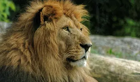 Zdjęcie ilustracyjne przedstawiające lwa, nawiązujące do odkrycia nielegalnego zoo w Czchowie.