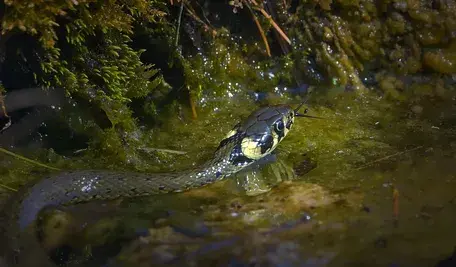 snake-6504520_1280.webp