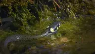 snake-6504520_1280.webp