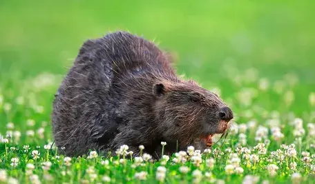 Drewniane figury bobrów planowane do montażu na terenie Szacht w Poznaniu jako element projektu budżetu obywatelskiego