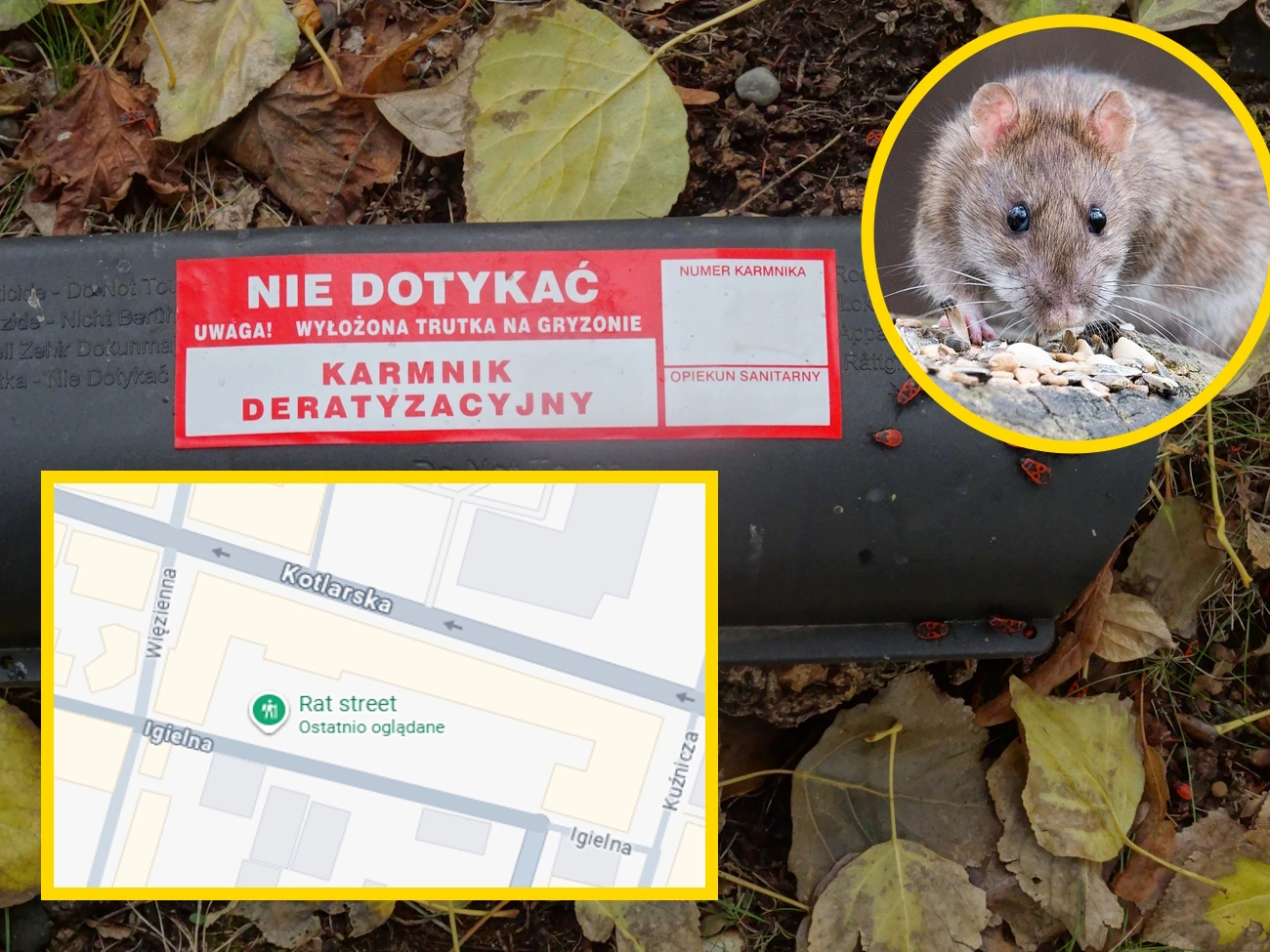 Więcej szczurów niż mieszkańców. Polskie miasta zmagają się z poważnym problemem. W jednym jest szczególnie źle