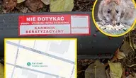 Szczur i karmnik deratyzacyjny na tle mapy Wrocławia