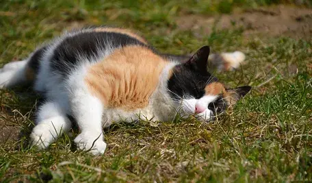 Uśmiechnięta rodzina z odnalezioną po latach kotką Asą w ramionach, w schronisku w Montclair.