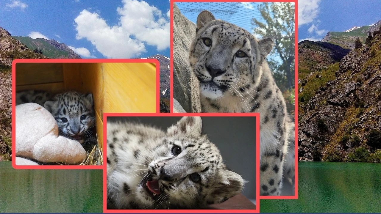 Oddajemy go Niemcom. Pożegnanie z ulubionym mieszkańcem warszawskiego zoo