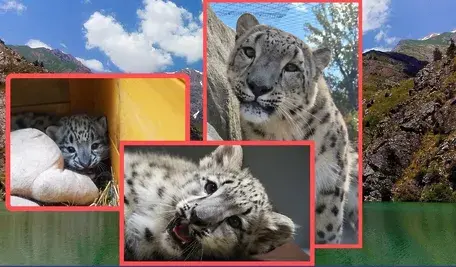 ‘Duch Gór’ żegna Warszawę. Irbis śnieżny Pamir wyjedzie z zoo