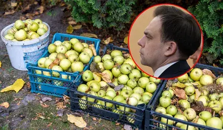 iskus uznał, że nawet symboliczne opłaty za zbiory z pola mogą podlegać opodatkowaniu VAT, jeśli rolnik jest czynnym płatnikiem. Minister finansów Andrzej Domański potwierdził tę interpretację, co wywołało falę oburzenia na wsi.