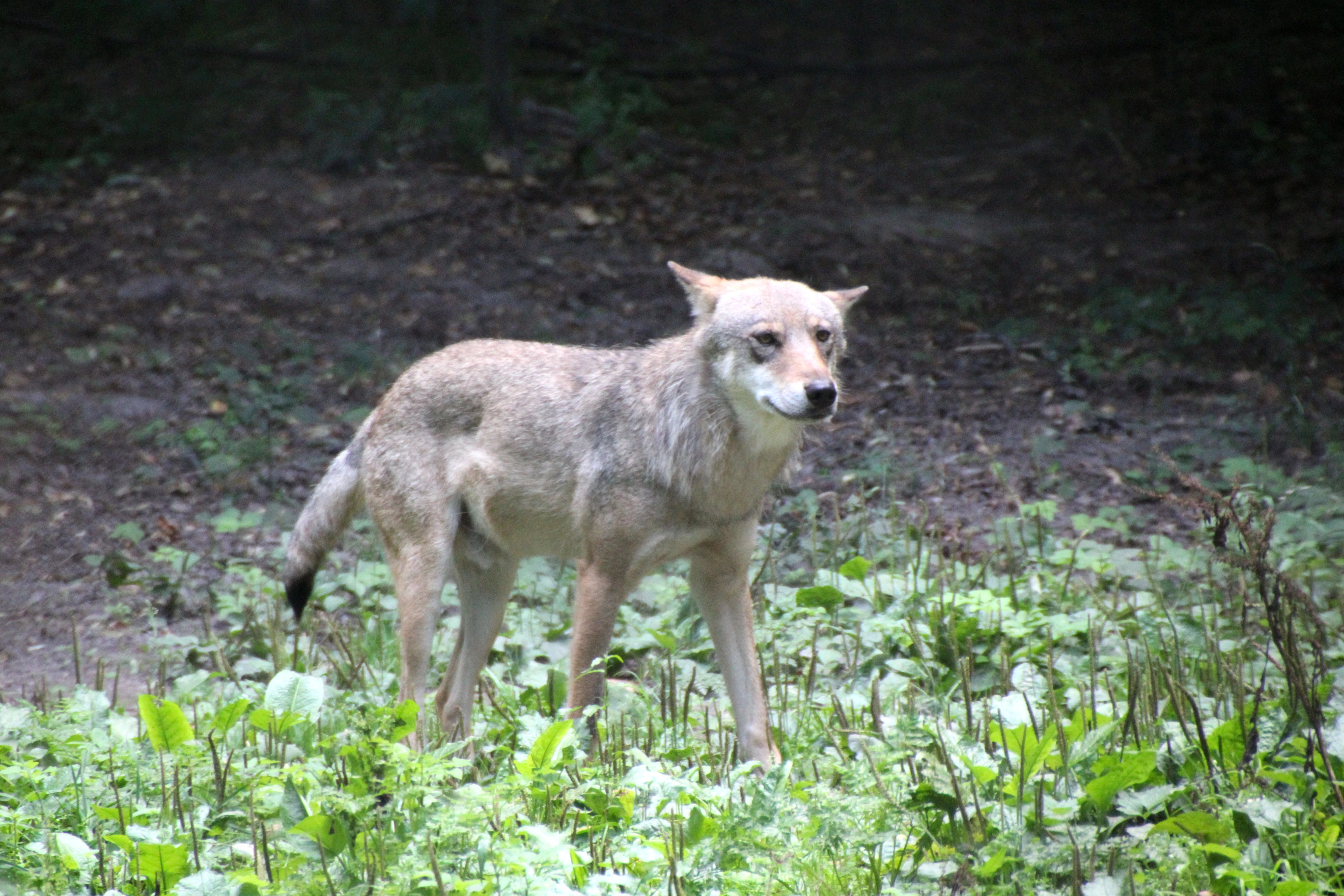 To już nie są żarty! Wilk zaatakował w samym centrum polskiego miasta. Uwaga, drastyczny film i zdjęcia!