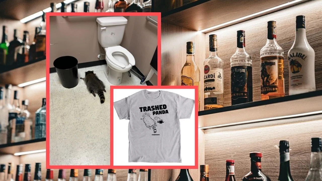 Знаменитая карьера енота-пьяницы. Подозреваемый в новых кражах