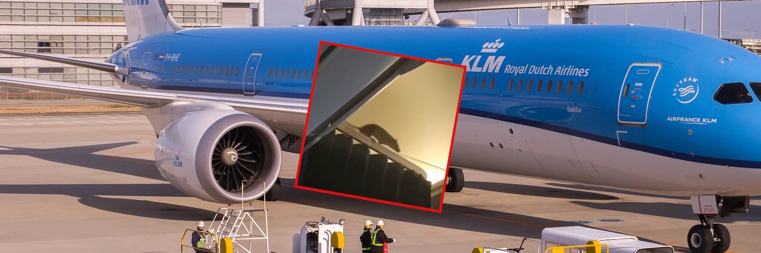 250 pasażerów utknęło na Karaibach. Wszystko przez szczura na pokładzie