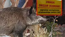 DzikASF.webp