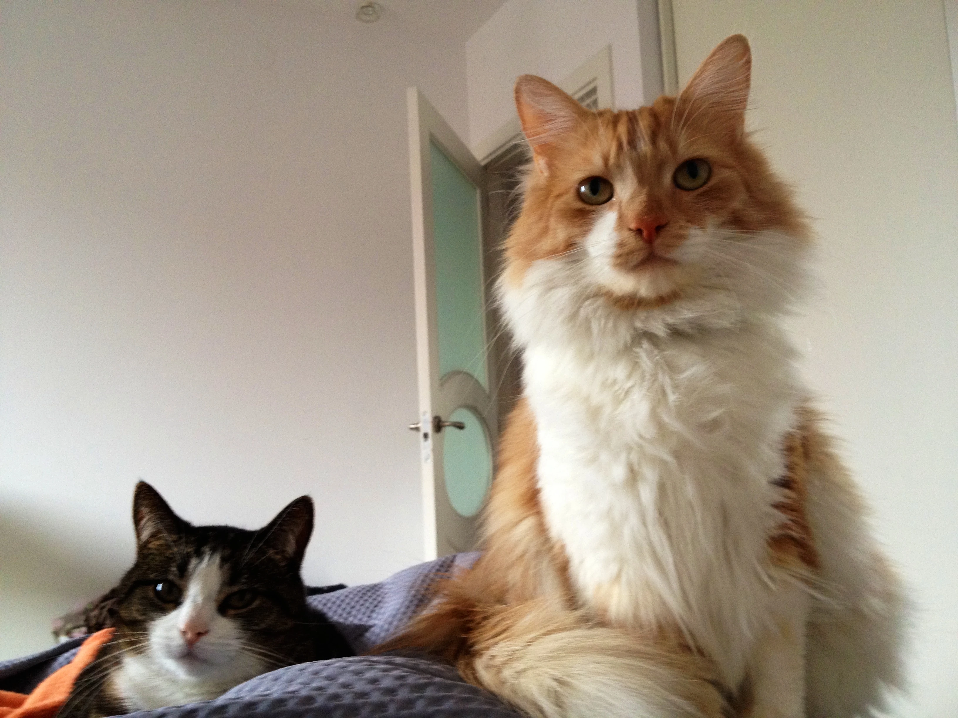 Psy i koty przyjdą na odziały szpitalne. W Legnicy naprawdę wpadli na taki pomysł