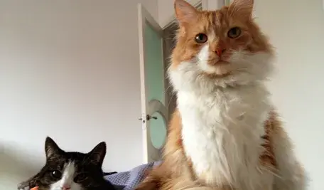 Wojewódzki Szpital Specjalistyczny w Legnicy uruchamia pilotażową inicjatywę, która ma pomóc pacjentom przetrwać wyjątkowo trudny, świąteczny czas hospitalizacji. W Wigilię Bożego Narodzenia oraz w Nowy Rok chorzy z wybranych oddziałów będą mogli – po spełnieniu określonych warunków – spotkać się ze swoimi zwierzętami domowymi. Pomysł budzi emocje: jedni mówią o empatii i nowoczesnym podejściu do leczenia, inni pytają wprost, czy szpital to na pewno miejsce dla psów, kotów, chomików i świnek morskich.