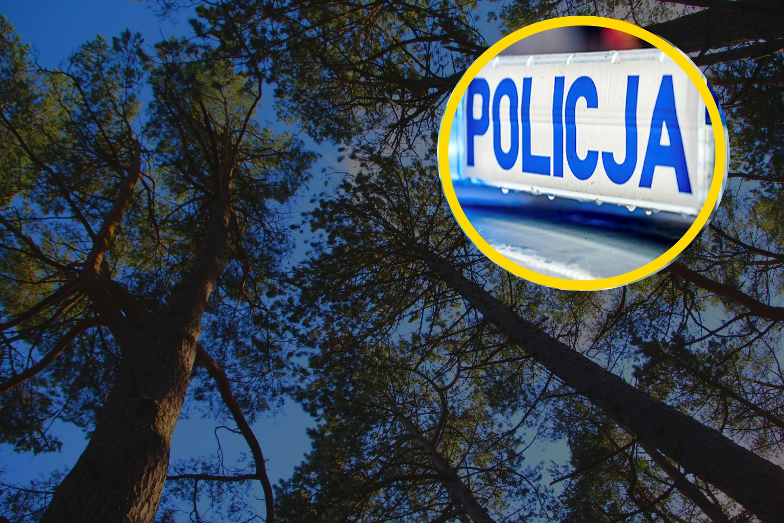 Co wydarzyło się na Podhalu? Kobieta w lesie, akcja policji. „Mówiła tylko po niemiecku”