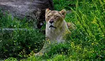 lioness-8503063_1280