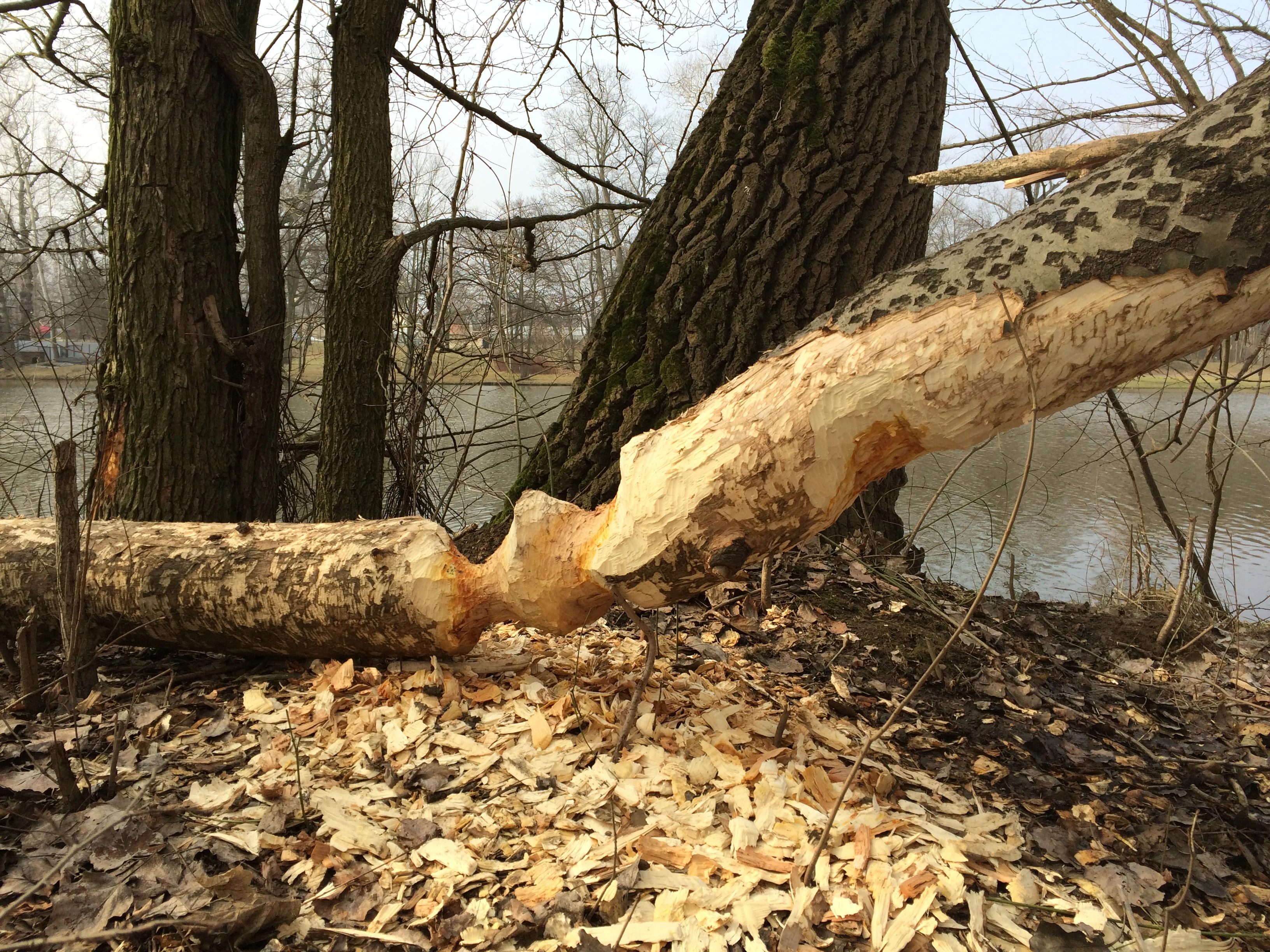 Nie jest łatwo żyć w Wilanowie. Jak nie Dino pod oknami, to teraz inna plaga