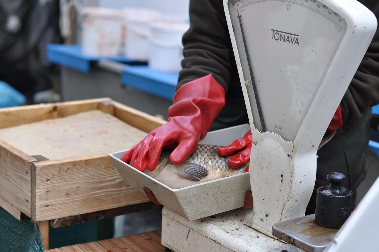 Polska królową karpia w UE! Większość trafia na świąteczne stoły w kraju