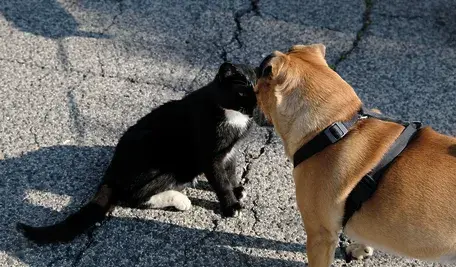 Pies i kot. Rząd pracuje nad ustawą, która wprowadzi obowiązek ich chipowania