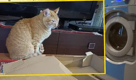 Kot Anacleto już czuje się dobrze. I jak tu nie wierzyć w to, że koty mają siedem żyć?