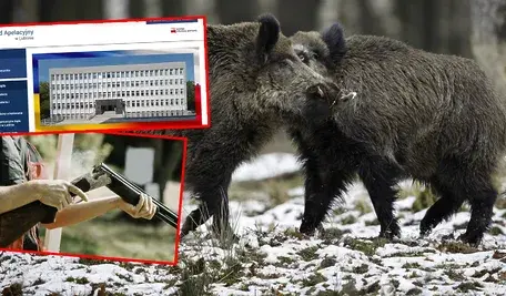 Na zdjęciu dwa dziki, jako ilustracja informacji o tym, iż myśliwy z Puław, syn potentata mięsnego, zastrzelił 60-latka podczas polowania, myląc go z dzikiem – tragedia wstrząsnęła Lubelszczyzną. Mimo zarzutu zabójstwa wyszedł na wolność po wpłacie miliona złotych poręczenia przez ojca. Sąd uznał, że śledztwo jest zaawansowane, choć prokuratura podkreśla, że do końca daleko.