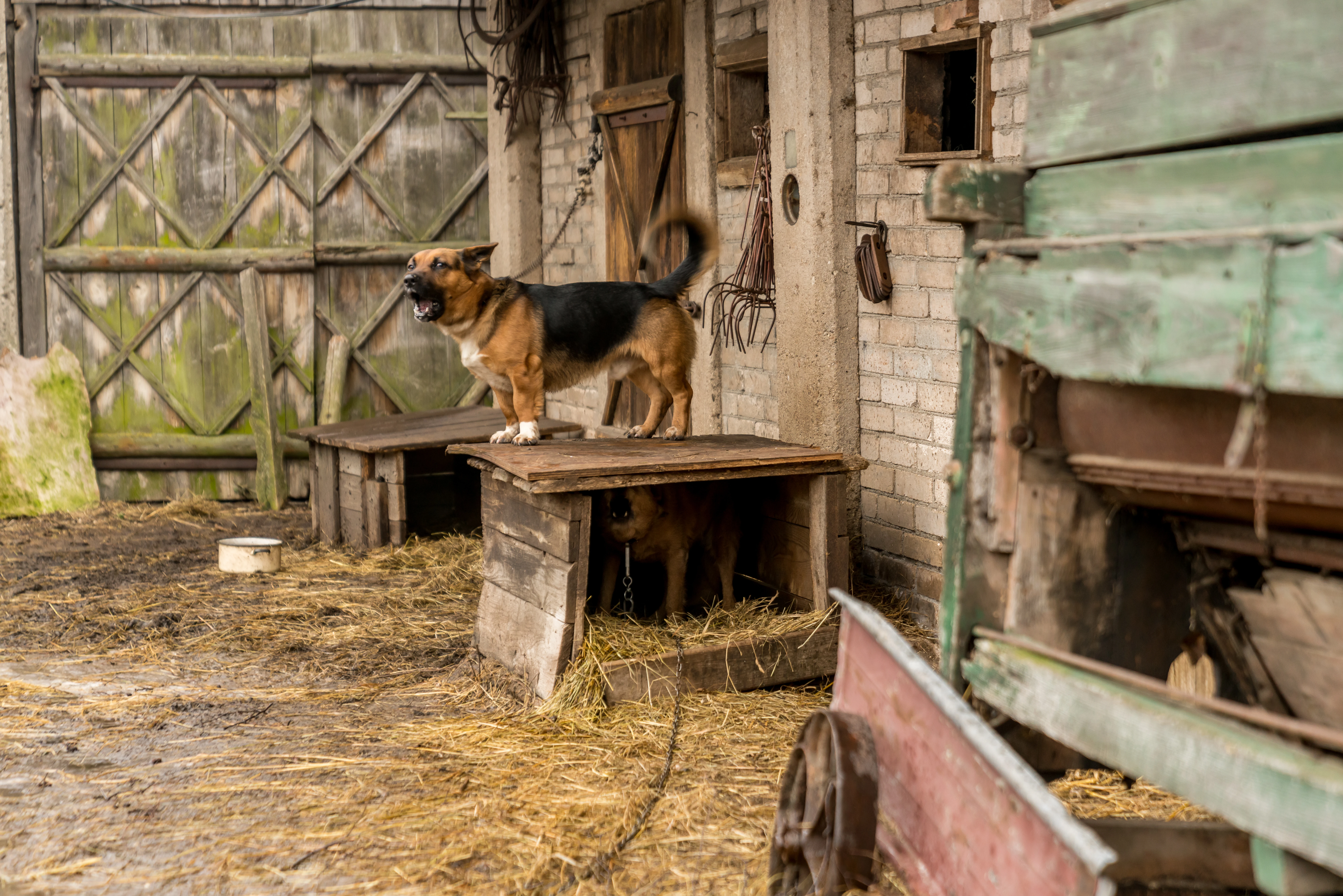 Wiemy jak zagłosują posłowie PiS w sprawie weta prezydenta do tzw. ustawy łańcuchowej