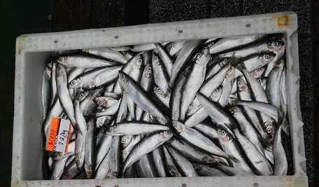 Kontener pełen śledzi, większość Polaków uwielbia tę rybę