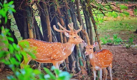 Stado jeleni sika na Opolszczyźnie. Uciekło z hodowli, a je właściciel dostał polecenie wyeliminowania go