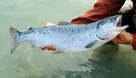 sockeye-492258_1280.webp