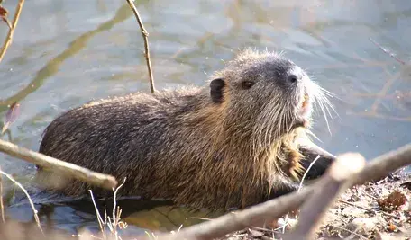 beaver-4814029_1280.webp