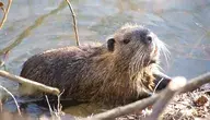 beaver-4814029_1280.webp