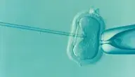 ivf-1514174_1280 (1).webp