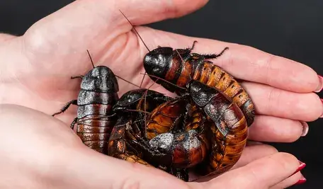 madagascar-hissing-cockroach-8963257_1280.webp