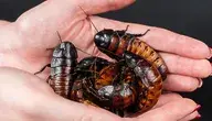madagascar-hissing-cockroach-8963257_1280.webp
