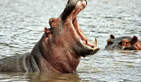 hippo-3644217_1280.webp