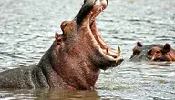 hippo-3644217_1280.webp