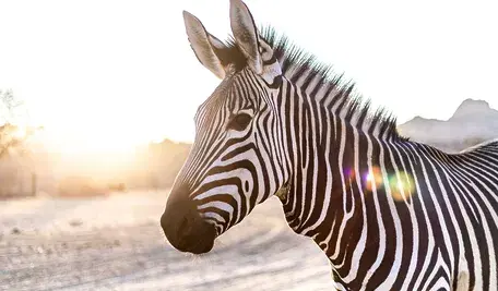 zebra-3758310_1280.webp