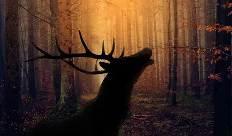 forest-3634443_1280.webp