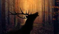 forest-3634443_1280.webp