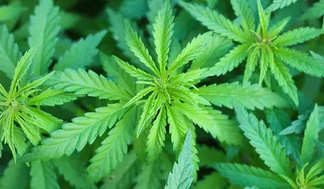medicinal-marijuana-7203210_1280.webp