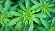 medicinal-marijuana-7203210_1280.webp