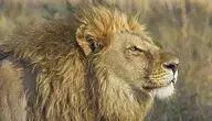 lion-515028_1280.webp