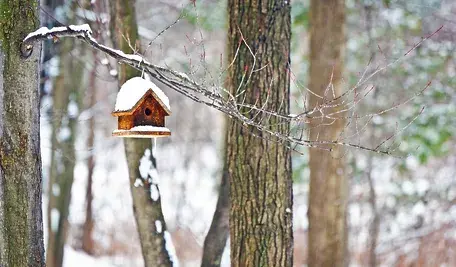 tree-3038465_1280.webp