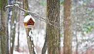 tree-3038465_1280.webp