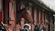 horses-7415376_1280.webp